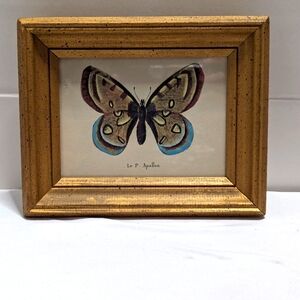 Vintage Framed Butterfly Print #194